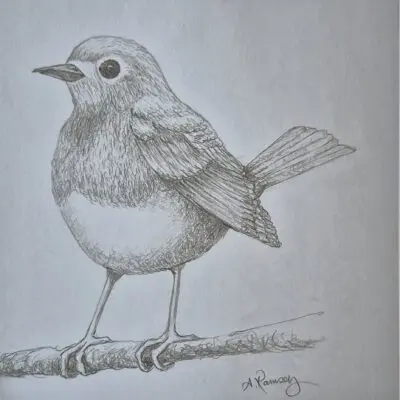 Robins appear