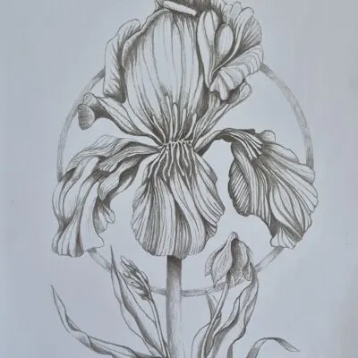 Purple Iris