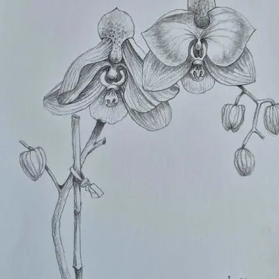 Wild orchids