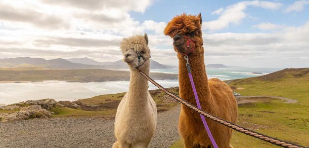 Wild Alpaca Way